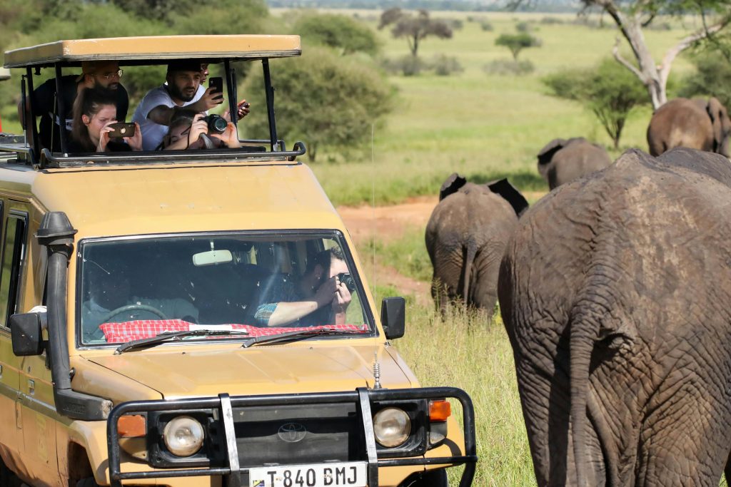 elephants